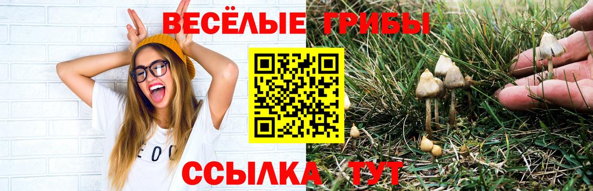 хочу   Вход с VPN  Тамбов  Псилоцибиновые грибы мицелий 